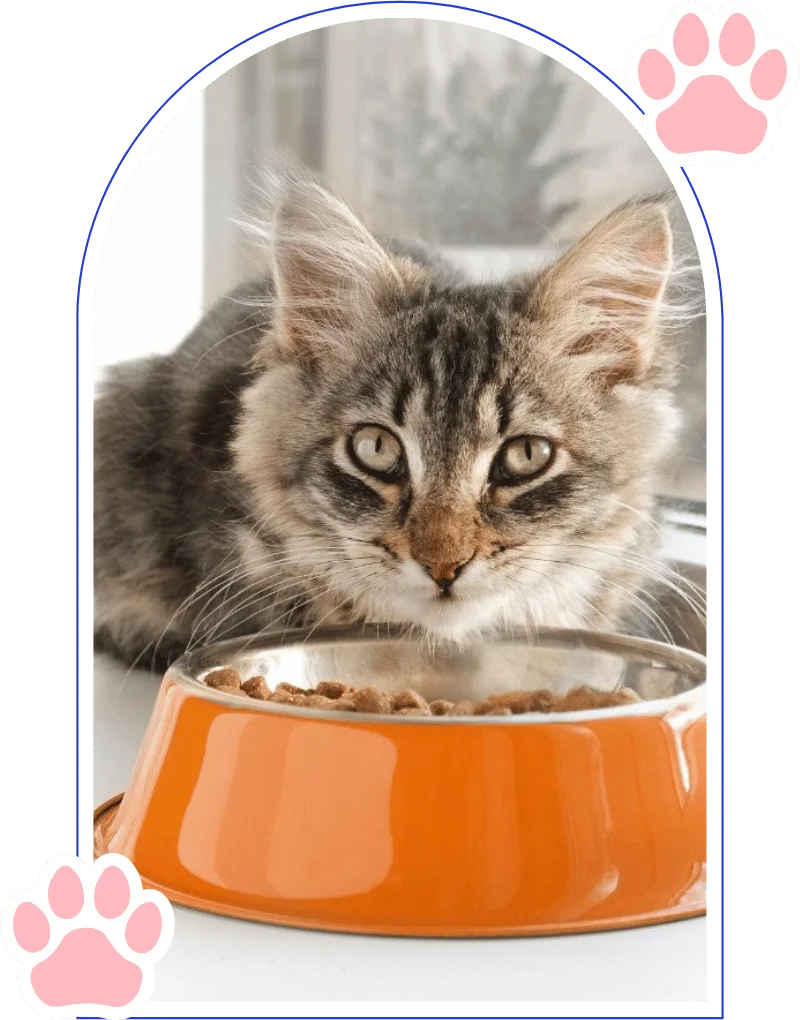 5 main mistakes about feeding a maine coon