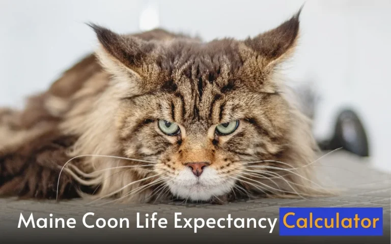 How Long Does a Maine Coon Live