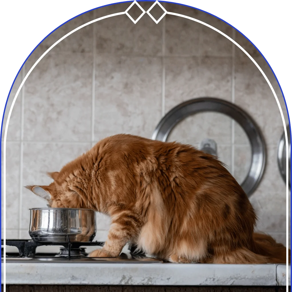 How Long Should a Maine Coon Eat Kitten Food
