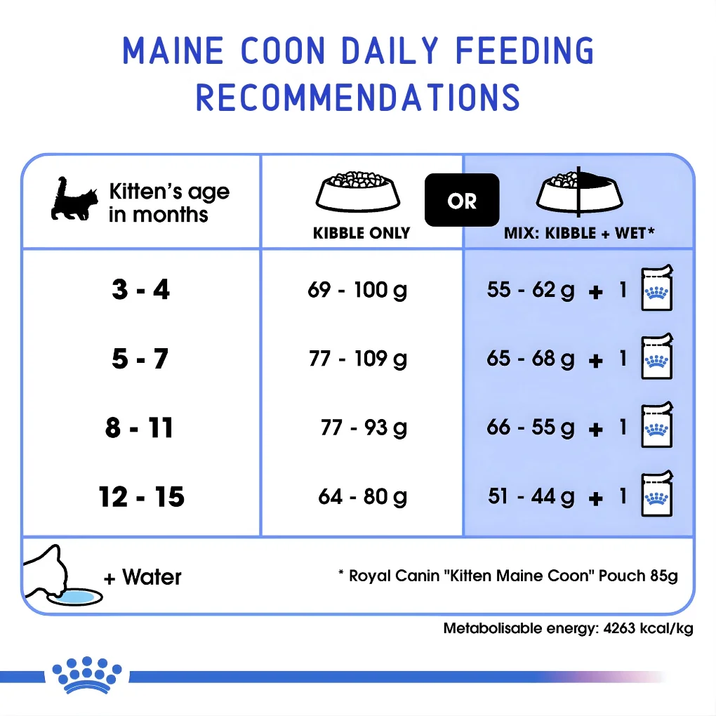 Maine Coon Daily Feeding Recommendations