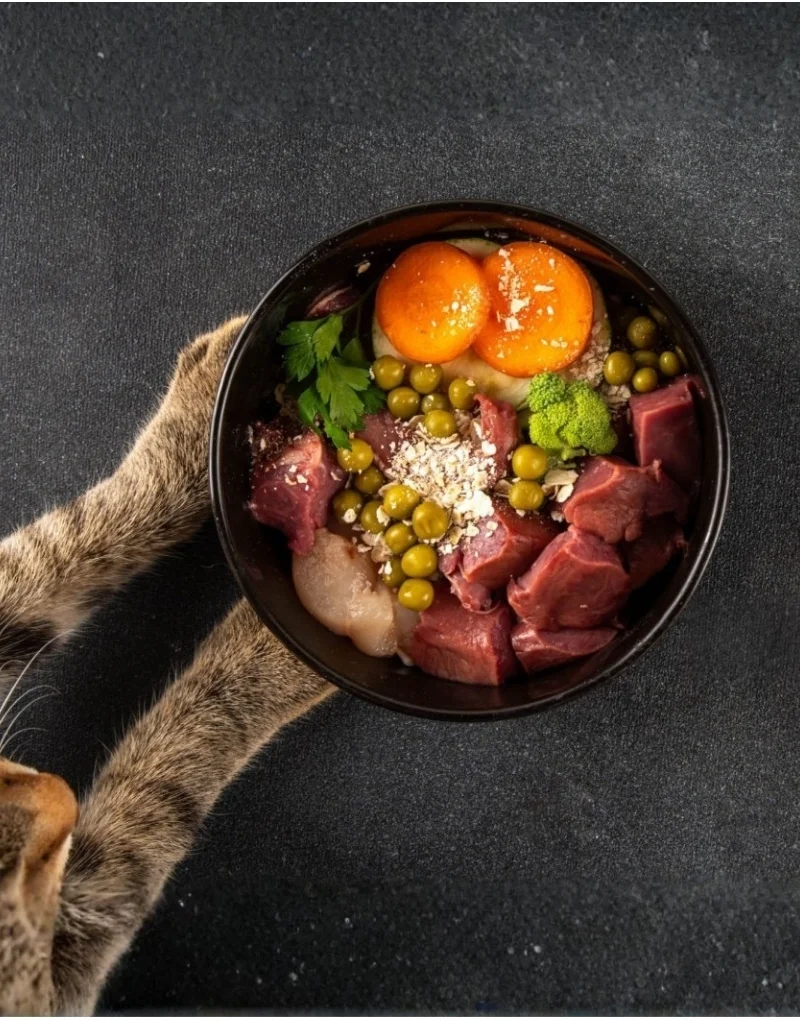 home made maine coon food for feeding