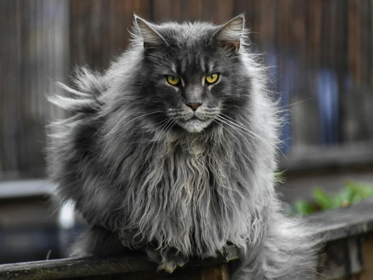 life expectancy maine coon