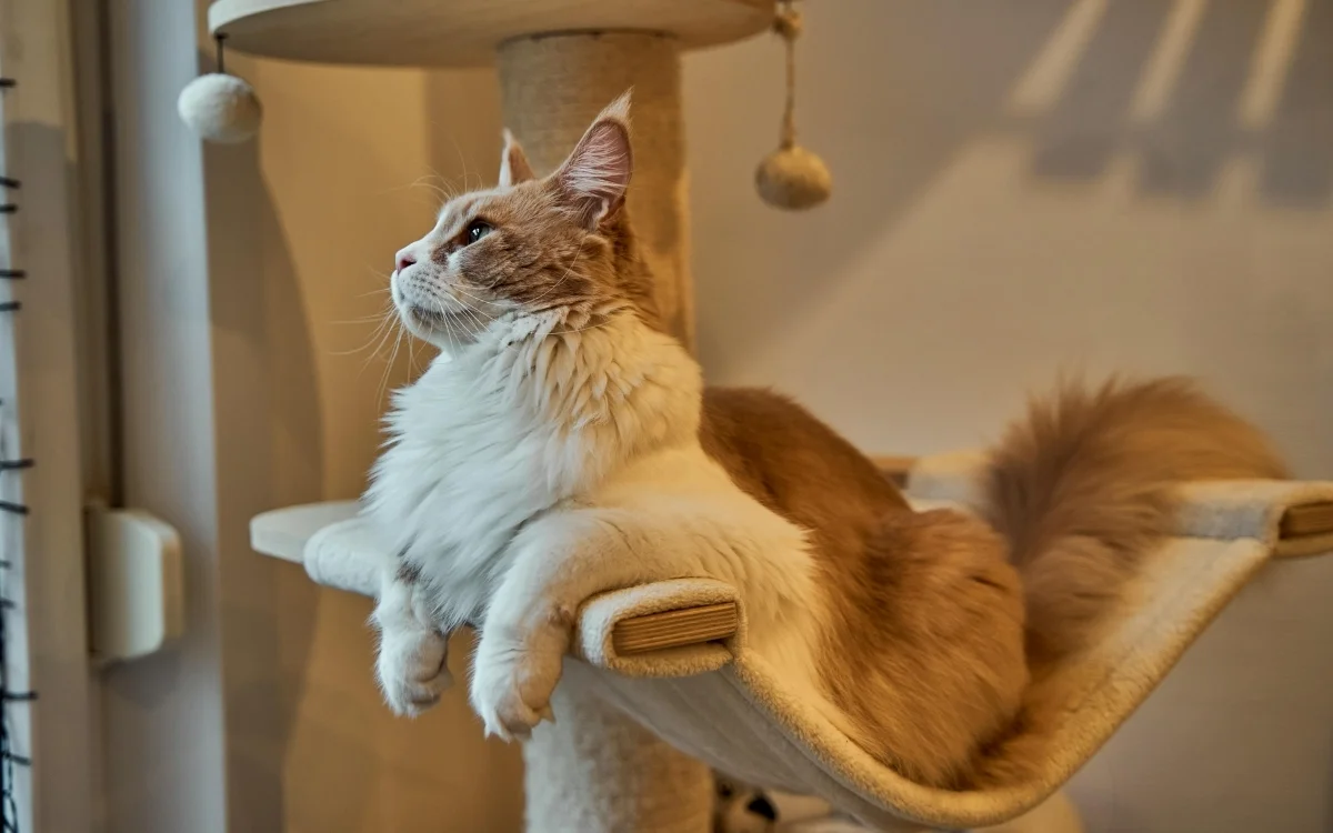 what are thte maine coon life stage - full breakdown