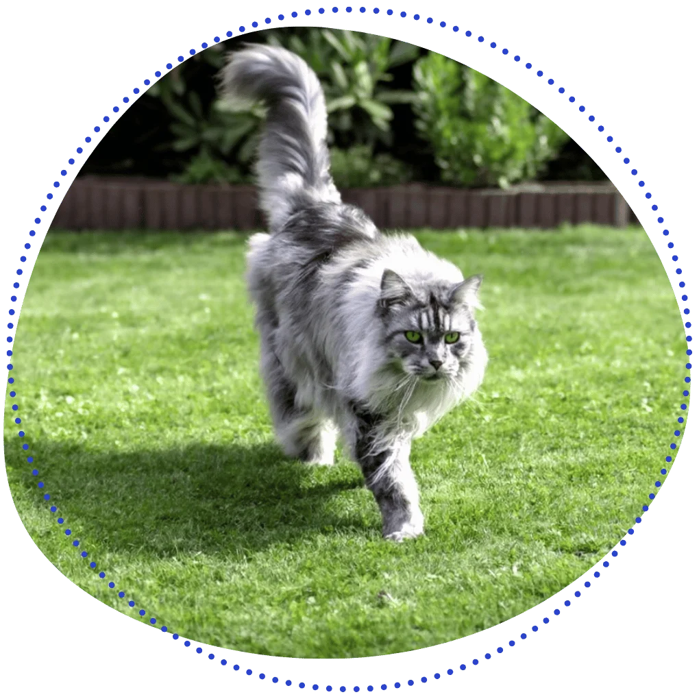 are maine coon kittens hypoallergenic