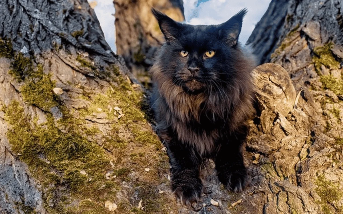 how big does a maine coon cat get