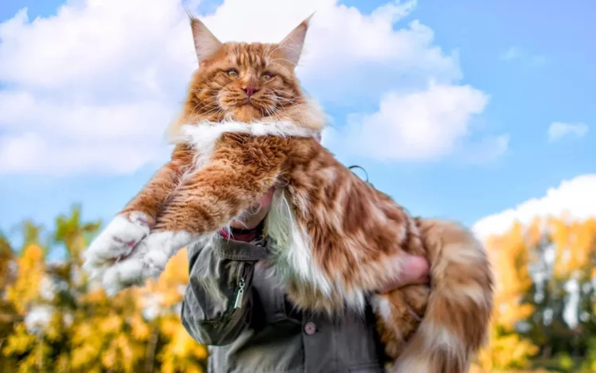 how large does a maine coon cat get