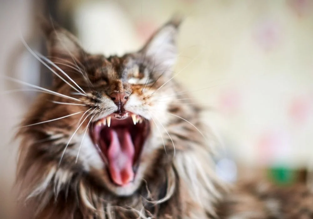 American Maine Coons