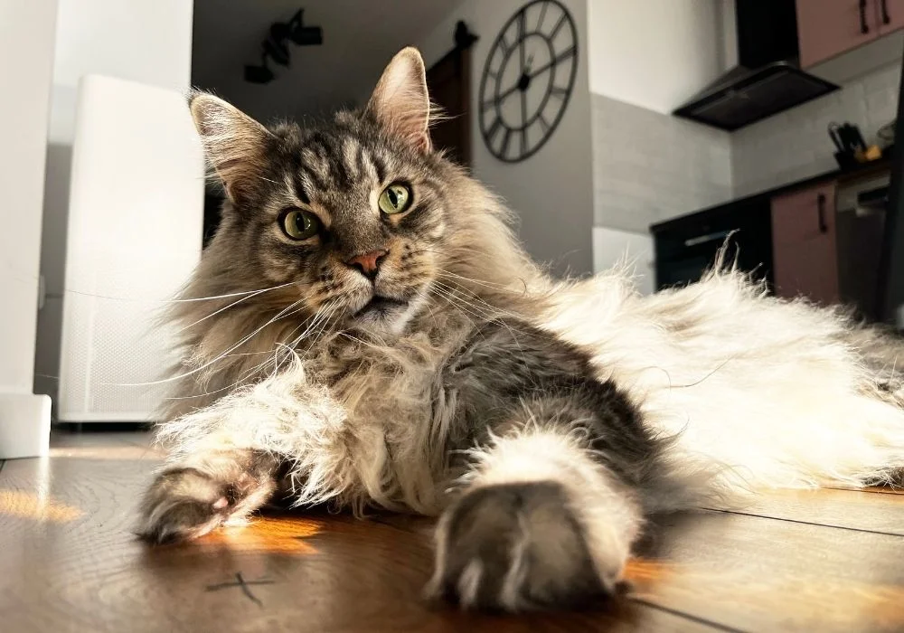 European Maine Coons