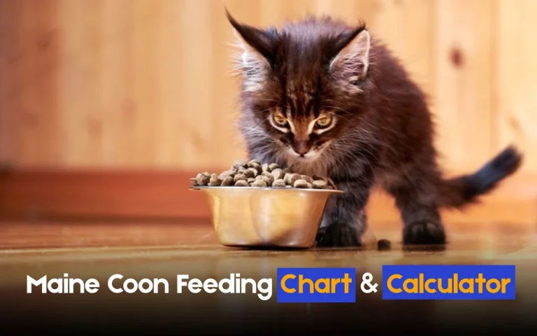 How Much Should a Maine Coon Eat Per Day and feeding chart