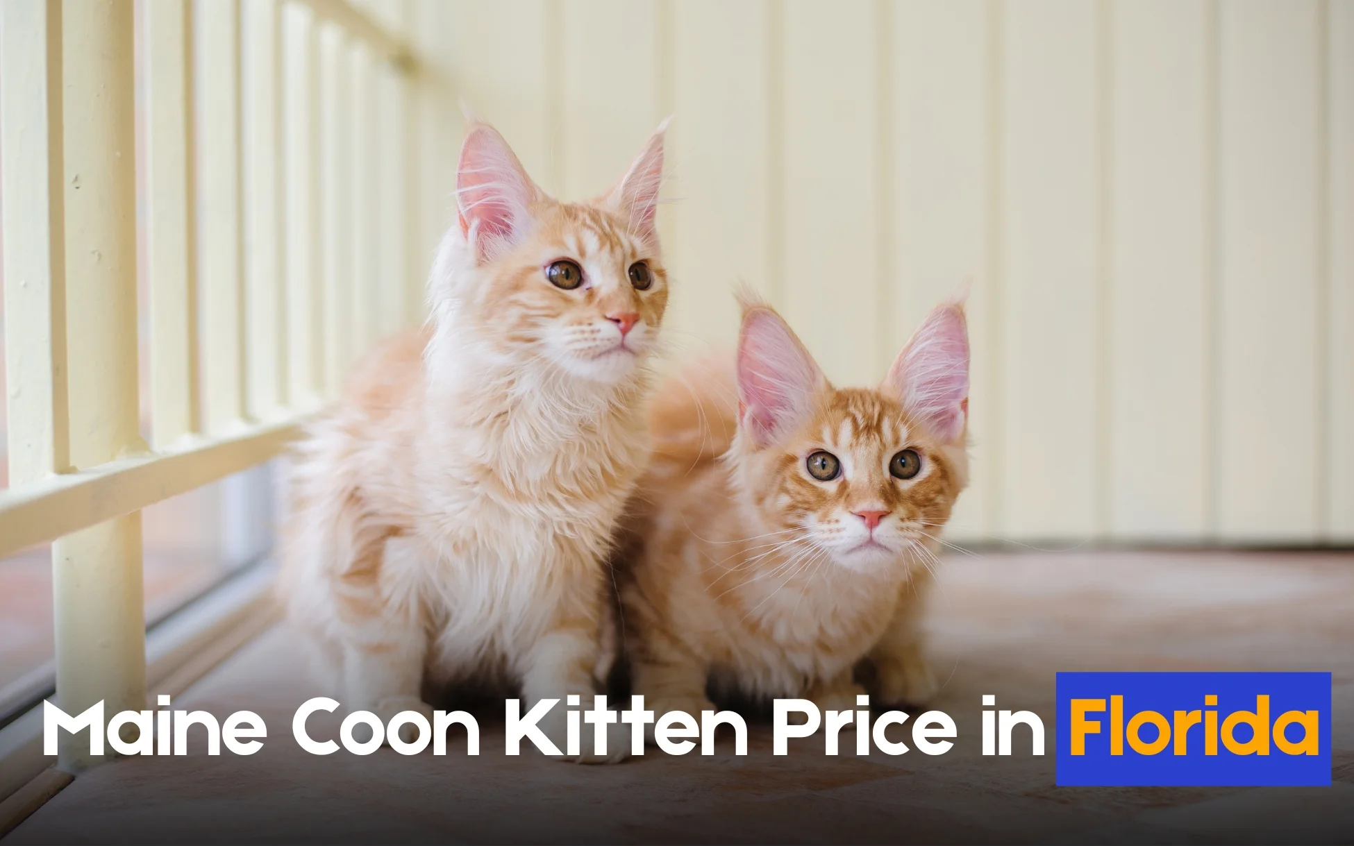 Maine Coon Kitten Price in Florida