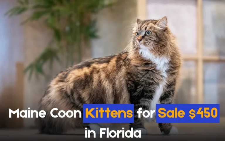 Maine Coon Kittens for Sale $450 in Florida
