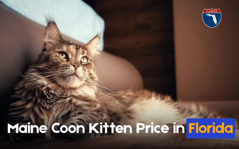 Maine Coon Kittens for Sale in Florida Safe Buying Guide for floridan people