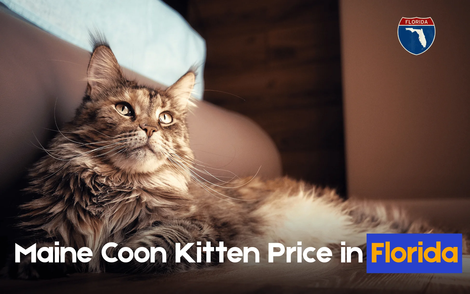 Maine Coon Kittens for Sale in Florida Safe Buying Guide for floridan people