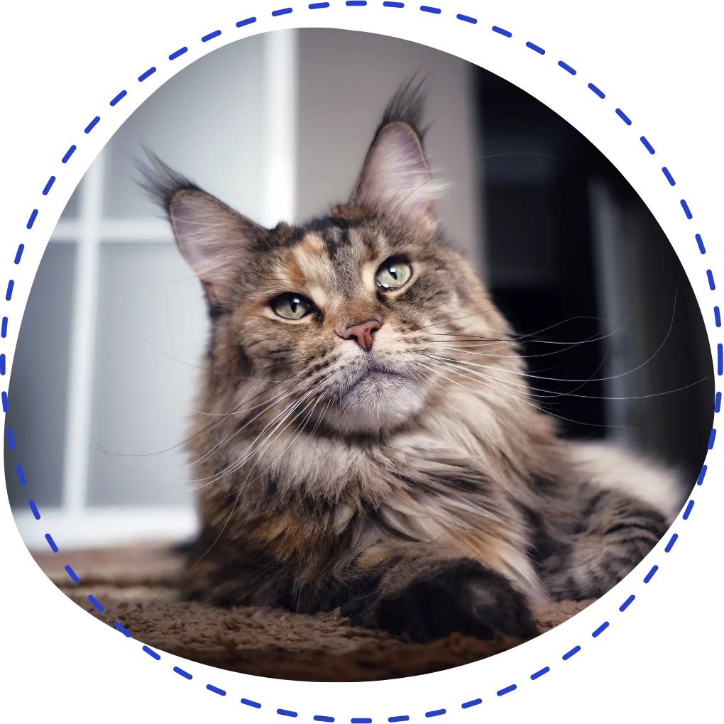 Maine Coon Kittens for Sale in Florida
