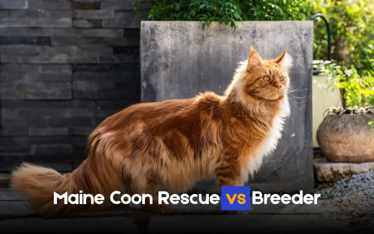 Maine Coon Rescue vs Breeder