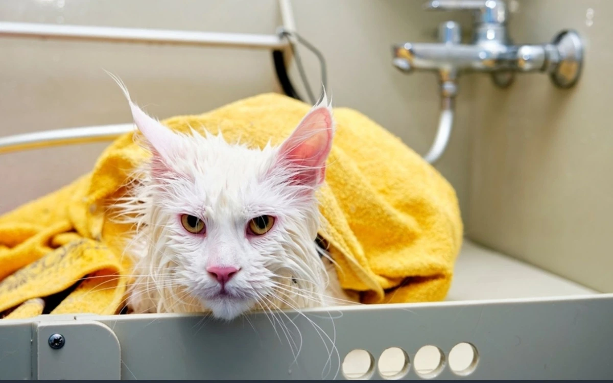 Why Maine Coons Are Fascinated by Water
