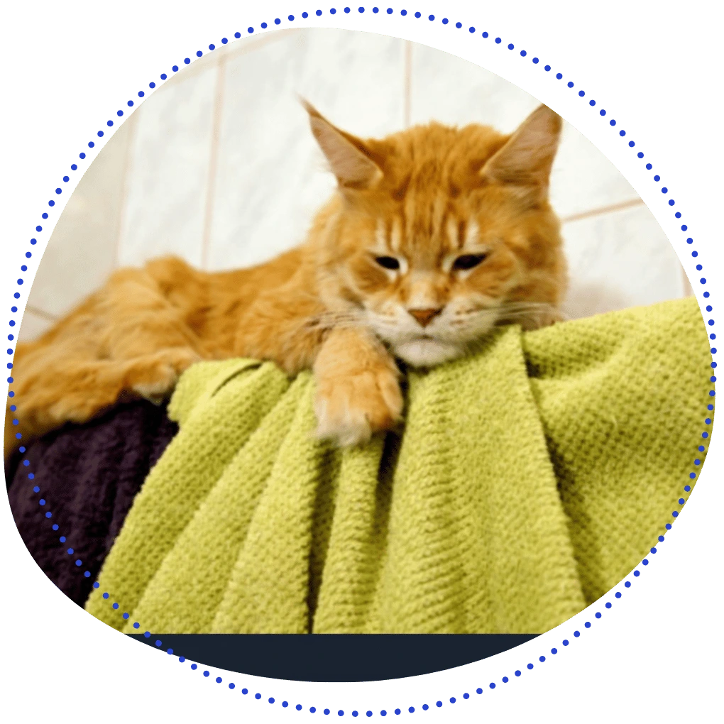 do maine coon cats like water (1)