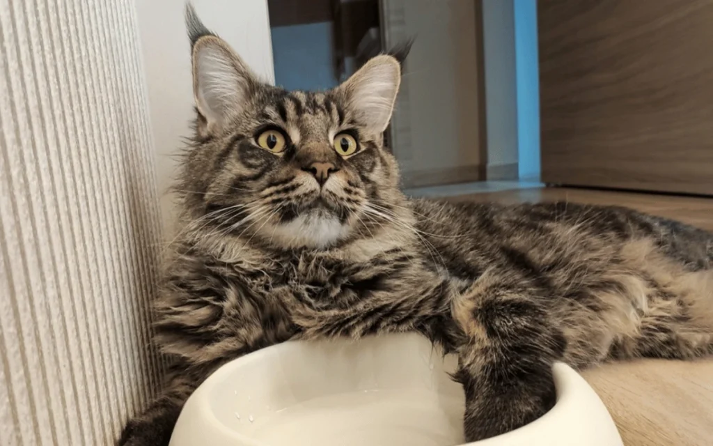 maine coon drinks a lot of water