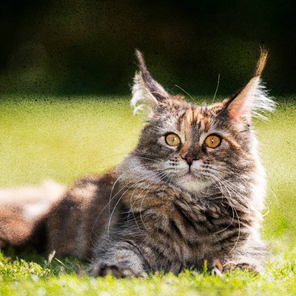 where are maine coon cats from