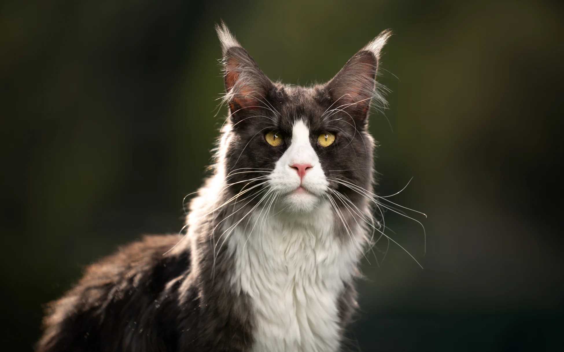 where are maine coon cats originally from