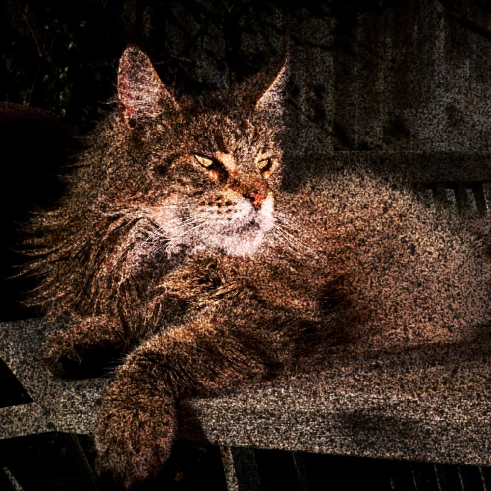where did maine coon cats come from