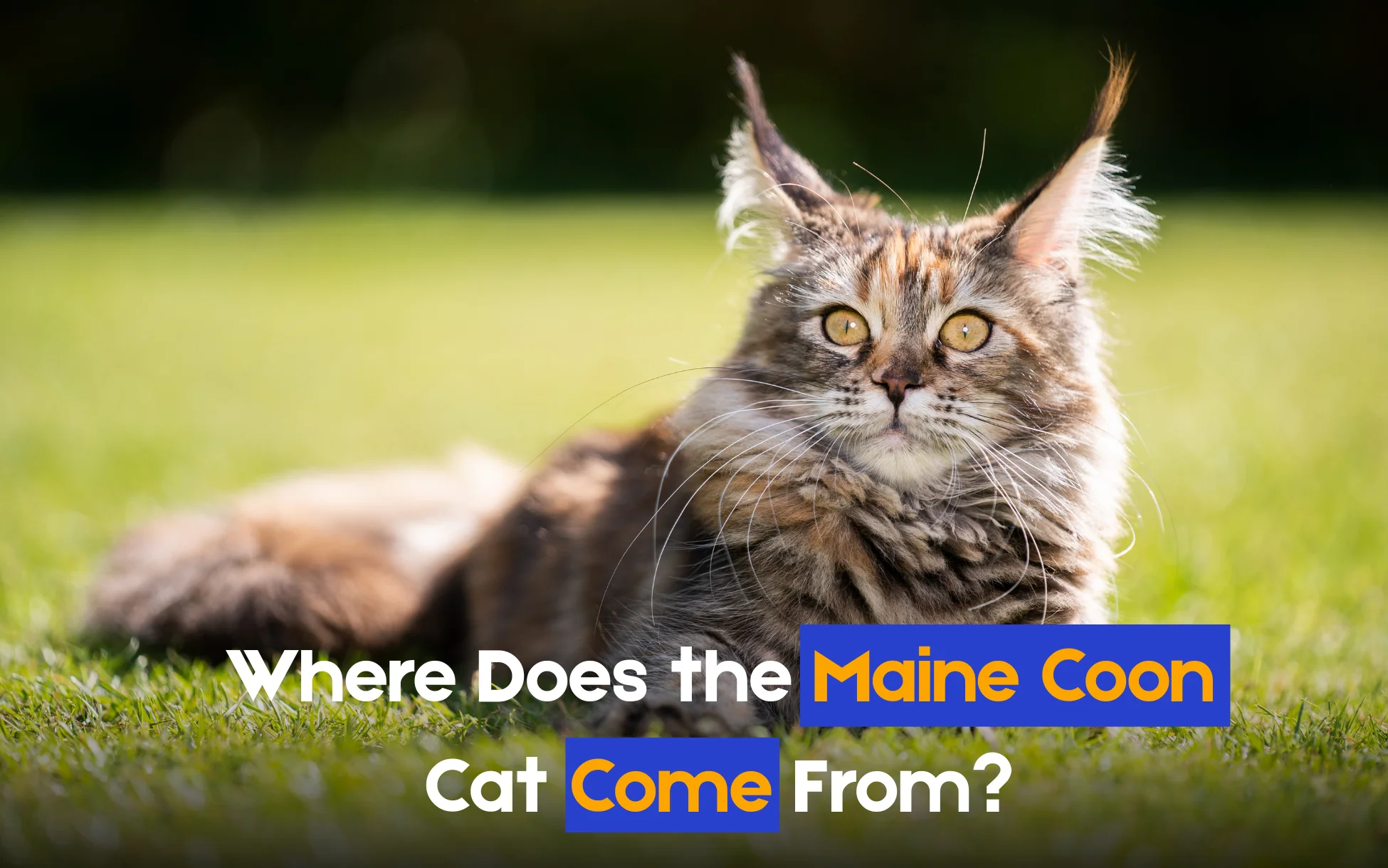 where do maine coon cats come from originally