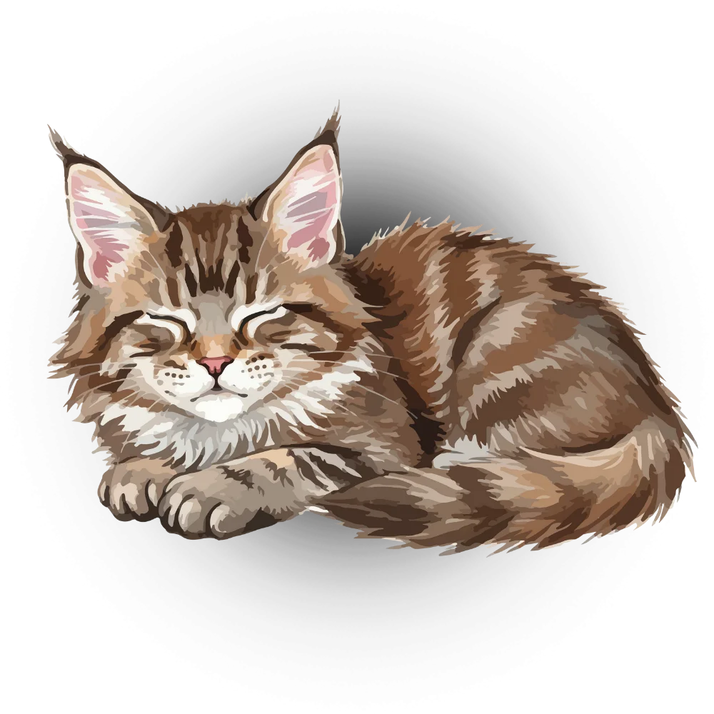 where do maine coon cats come from