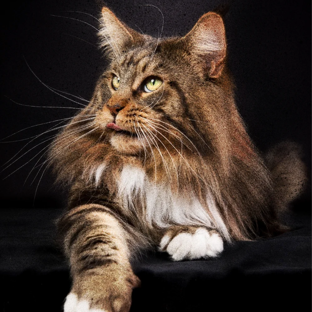 where do maine coon originate from