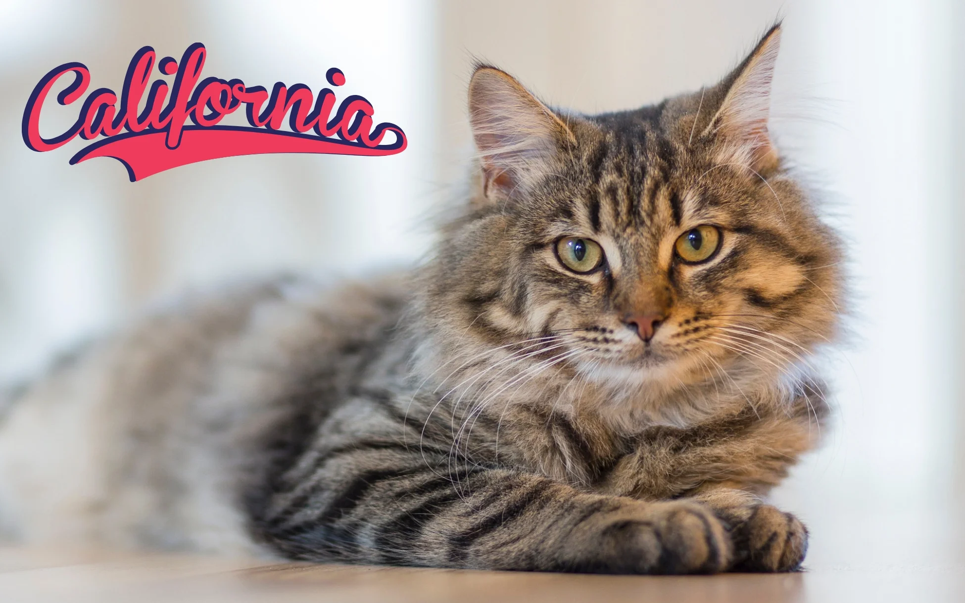 Are Maine Coon Cats Legal as Pet in California?