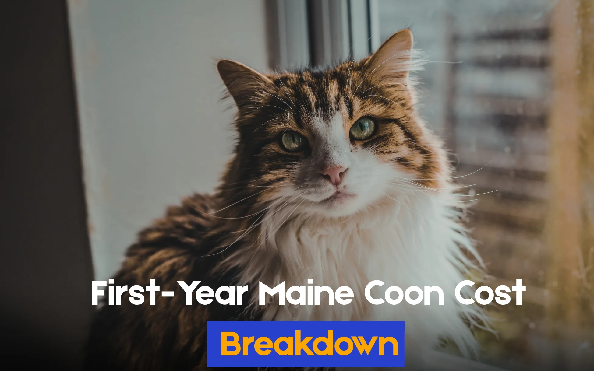 First-Year Maine Coon Cost Breakdown