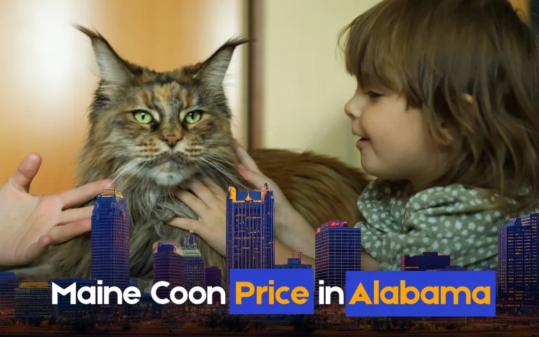 Maine Coon Price in Alabama