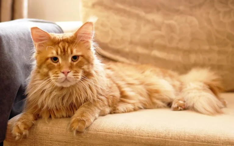 My Maine Coon Refused to Eat for 3 Days